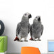 African Grey Parrots Wall Decal
