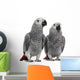 African Grey Parrots Wall Decal