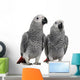 African Grey Parrots Wall Decal