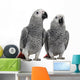 African Grey Parrots Wall Decal