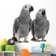 African Grey Parrots Wall Decal