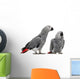 African Grey Parrots Wall Decal