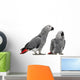 African Grey Parrots Wall Decal