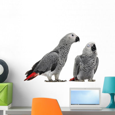African Grey Parrots Wall Decal shown on a wall