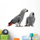 African Grey Parrots Wall Decal