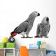 African Grey Parrots Wall Decal
