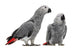 African Grey Parrots Wall Decal