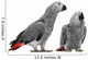 African Grey Parrots Wall Decal