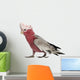 Rose-breasted Cockatoo 2 Years