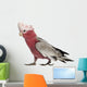 Rose-breasted Cockatoo 2 Years
