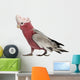 Rose-breasted Cockatoo 2 Years