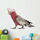 Rose-breasted Cockatoo 2 Years