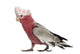 Rose-breasted Cockatoo 2 Years