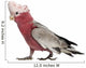 Rose-breasted Cockatoo 2 Years