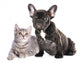 Cat and Dog British Wall Decal