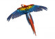 Scarlet Macaw Flying