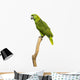 Yellow-naped Parrot (6 Years Old) Perched on a Branch, Isolated Wall Decal