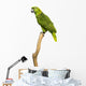 Yellow-naped Parrot (6 Years Old) Perched on a Branch, Isolated Wall Decal