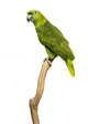 Yellow-naped Parrot (6 Years Old) Perched on a Branch, Isolated Wall Decal