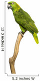 Yellow-naped Parrot (6 Years Old) Perched on a Branch, Isolated Wall Decal