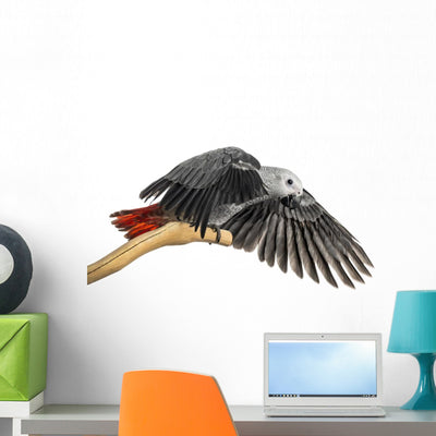 African Grey Parrot 3 shown on a wall