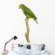 Yellow-headed Amazon Parrot Wall Decal