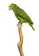 Yellow-headed Amazon Parrot Wall Decal