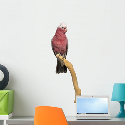 Rose-breasted Cockatoo 2 Years Wall Decal shown on a wall