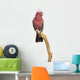 Rose-breasted Cockatoo (2 Years Old) Perched on a Branch Wall Decal