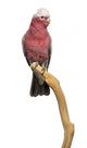 Rose-breasted Cockatoo (2 Years Old) Perched on a Branch Wall Decal