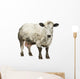 Dirty Pregnant Belgian Blue Cow, Isolated on White Wall Decal
