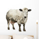 Dirty Pregnant Belgian Blue Cow, Isolated on White Wall Decal