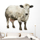 Dirty Pregnant Belgian Blue Cow, Isolated on White Wall Decal