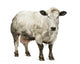 Dirty Pregnant Belgian Blue Cow, Isolated on White Wall Decal