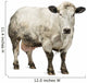 Dirty Pregnant Belgian Blue Cow, Isolated on White Wall Decal