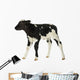 Belgian Blue Calf White