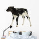 Belgian Blue Calf White