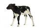 Belgian Blue Calf White