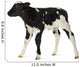 Belgian Blue Calf White
