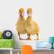 Two Ducklings Wall Decal