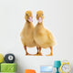 Two Ducklings Wall Decal