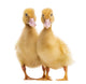 Two Ducklings Wall Decal