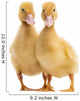 Two Ducklings Wall Decal