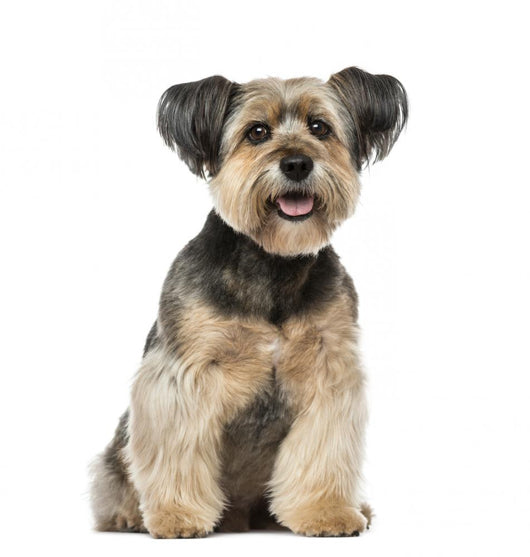 Crossbreed Dog Wall Decal