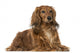 Dachshund (4 Years Old) Wall Decal