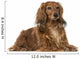 Dachshund (4 Years Old) Wall Decal