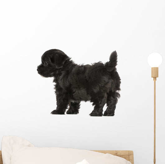 Havanese Puppy (8 Weeks Old) Wall Decal