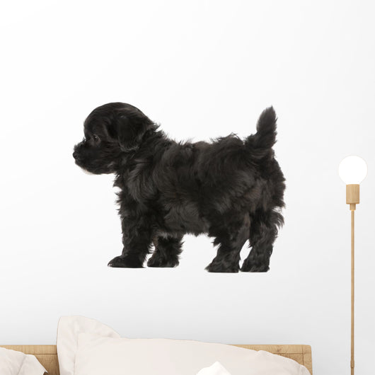 Havanese Puppy (8 Weeks Old) Wall Decal