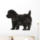 Havanese Puppy (8 Weeks Old) Wall Decal