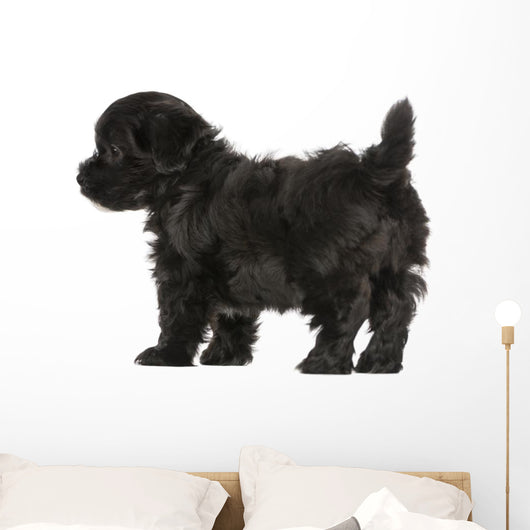 Havanese Puppy (8 Weeks Old) Wall Decal